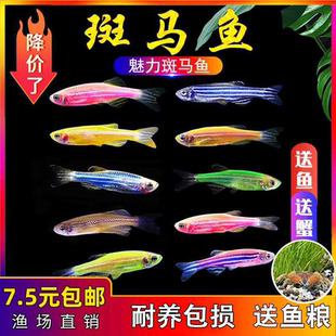 小型热带鱼观赏鱼灯科鱼鱼群游鱼活体鱼红斑马鱼蓝斑马冷水鱼活体