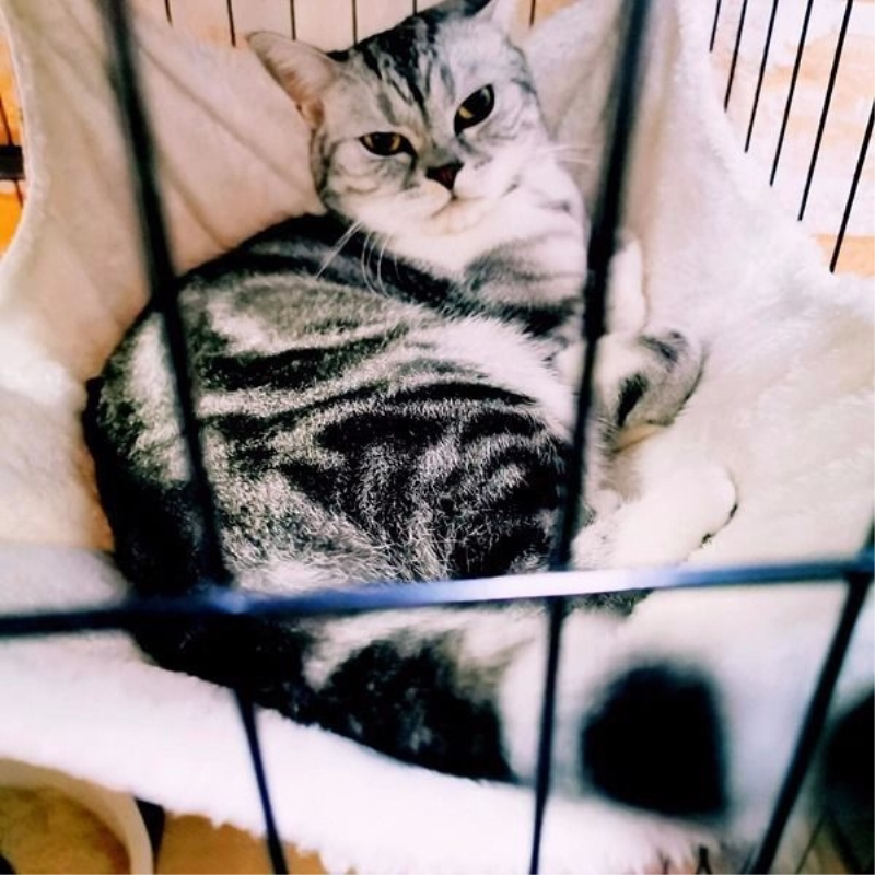 猫吊床秋冬宠物猫垫加绒猫咪挂笼吊床挂钩猫窝猫床仓鼠笼宠物吊床