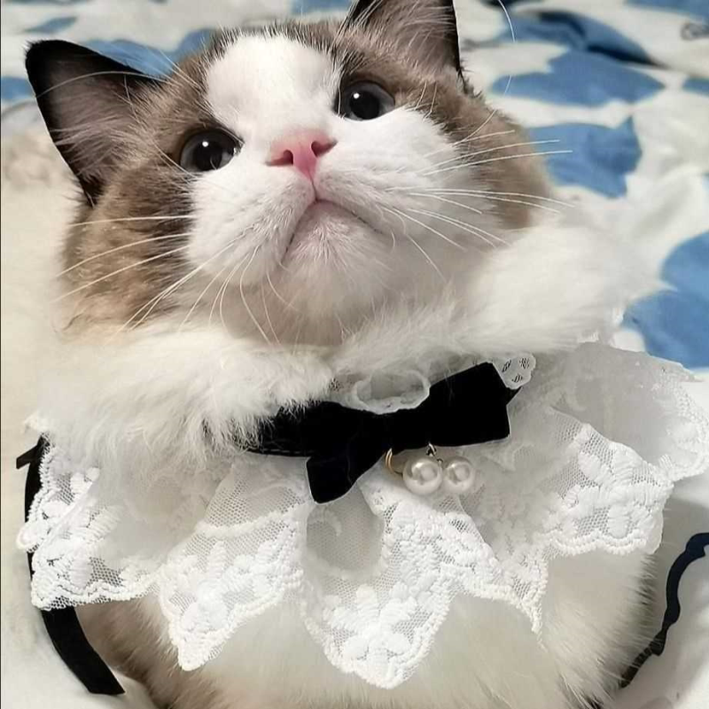 猫咪围脖猫项圈狗狗项圈小香风款蕾丝边蝴蝶结小珍珠装饰宠物饰品
