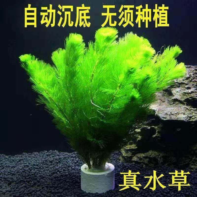 特价绿菊水草鱼缸好养活体植物造景迷你皇冠蜈蚣真水草造景