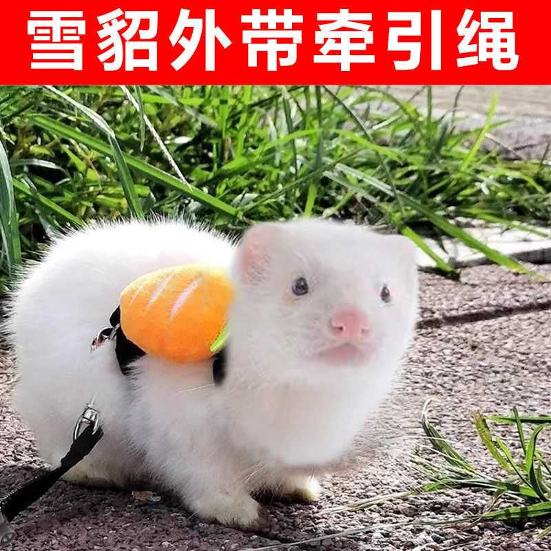 雪貂牵引绳兔子兔兔绳子链子防挣脱溜兔绳伸缩可调节遛兔绳用品