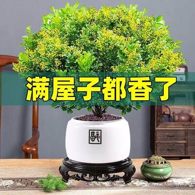 米兰花盆栽花卉植物室内四季开花带花苞浓香好养老桩盆景驱蚊绿植