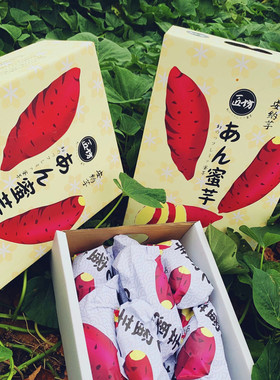 匠坊安纳芋金时板栗薯精选果4.5斤粉糯香甜新鲜富硒红番薯