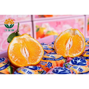 新货寸金地春见耙耙柑礼盒装6.2斤当季新鲜水果柑橘甜嫩多汁皮薄