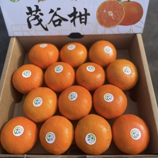 新货茂谷柑蜜柑桔子3斤当季新鲜水果有籽沃柑甜嫩多汁澳柑蜜橘子