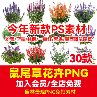 鼠尾草花卉PNG免抠图素材PSD格式植物景观建筑园林配景高清带名称