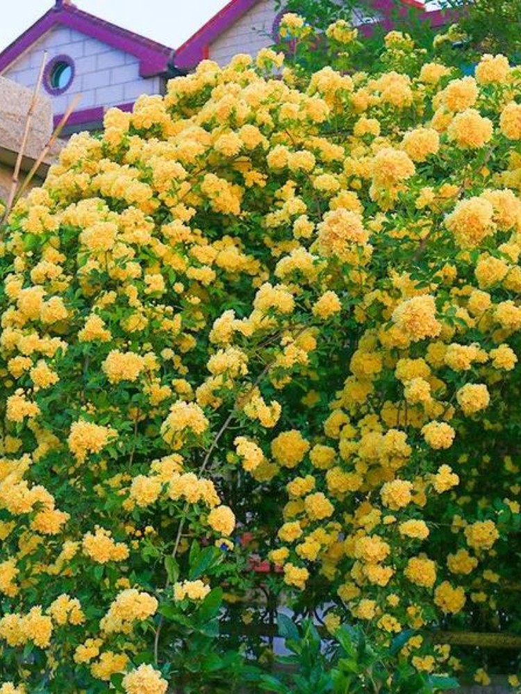 甜蜜红木香黄木香花苗爬藤植物攀爬花卉盆栽庭院蔷薇开花浓香四季图片