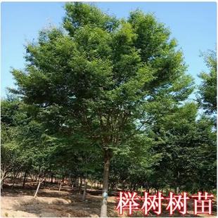榉树苗朴树苗丛生朴树丛生榉树庭院别墅大型古树景观工程绿化苗木