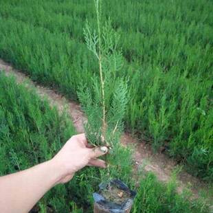 侧柏树苗扁柏圆柏松树头发树苗松柏塔柏侧柏枝叶松柏造林四季常青