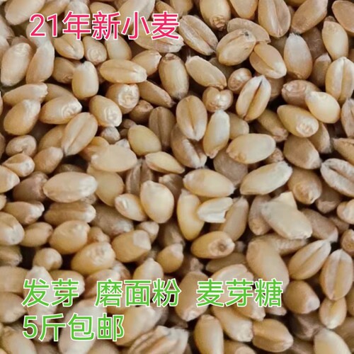 新小麦甘肃农家自产麦芽糖喂动物