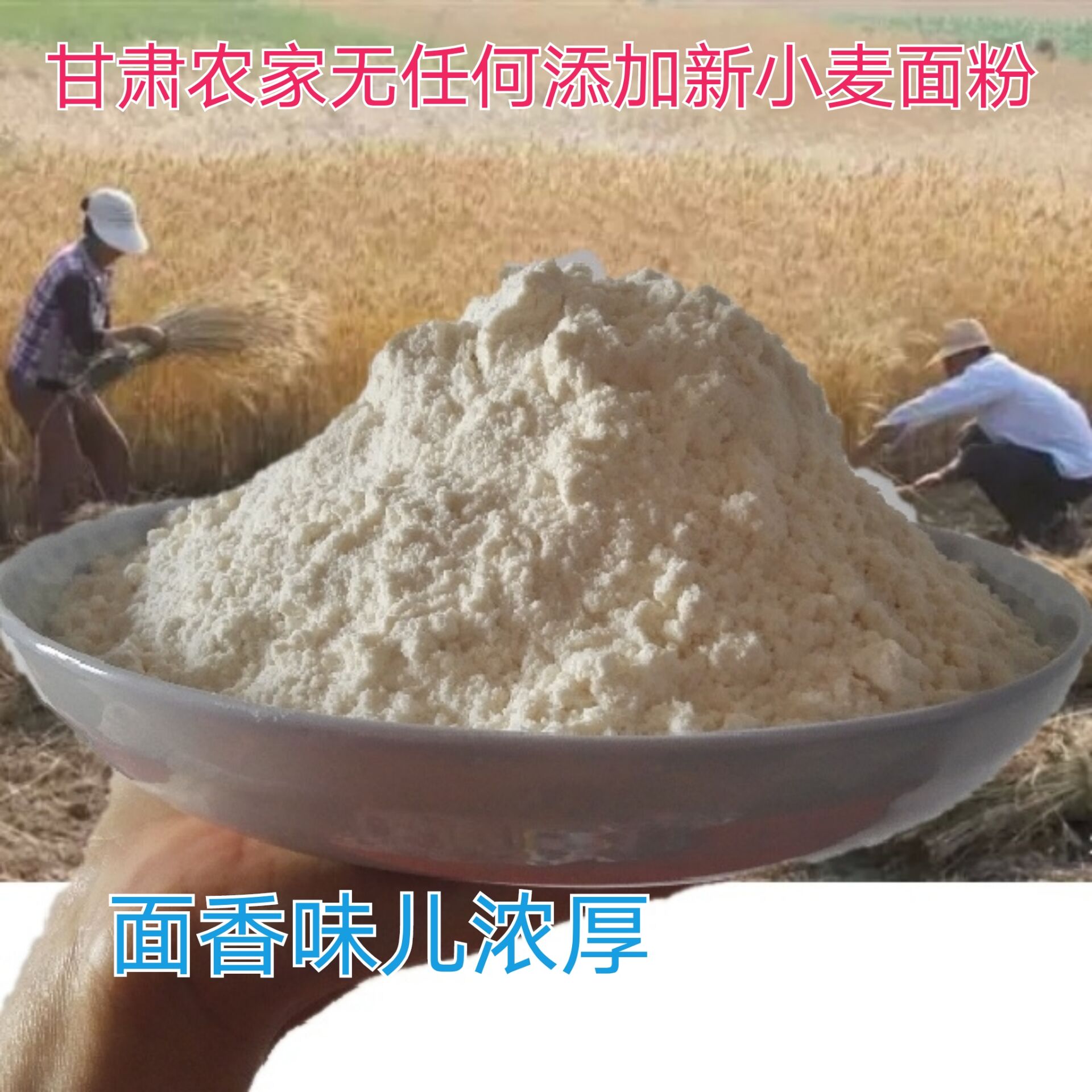 新小麦面粉甘肃农家自磨无添加