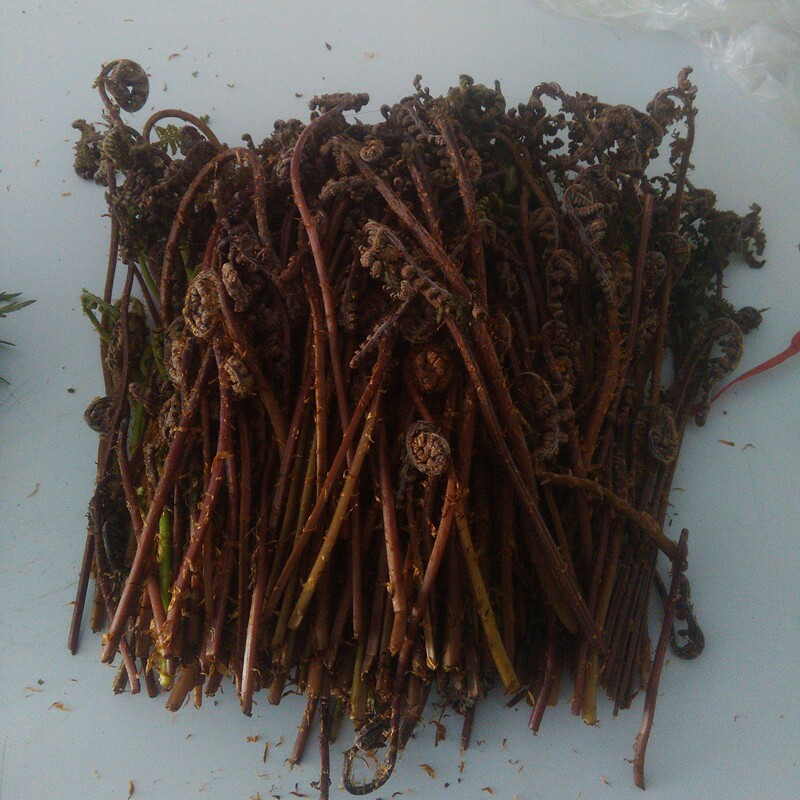 东北长白山绿色纯野生猴腿菜蕨菜天然绿色野生山野菜一份2斤包邮