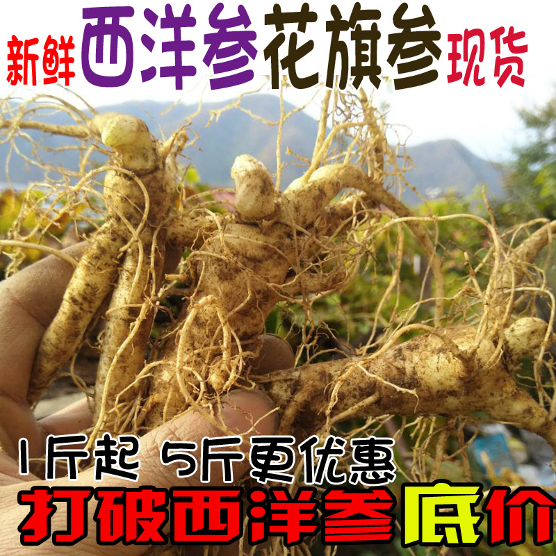 长白山新鲜野生大西洋参整枝花旗参切片打粉泡酒煲汤特价500g包邮