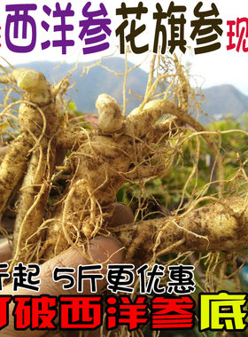 新鲜带土野生大西洋参整枝花旗参