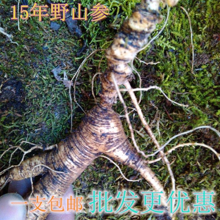 东北吉林长白山野山参15年带土新鲜人参林下参移山参泡酒煲汤包邮