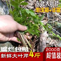 东北特产绿色蔬菜天然纯野生新鲜山野菜大叶芹山芹菜包饺包子包邮