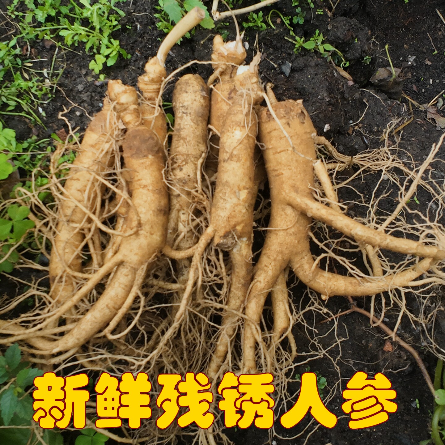 吉林残锈参林下参长白山新鲜人参山地残肢老特大人参园参煲汤泡酒
