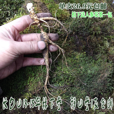 东北吉林长白山野山参林下参泡酒