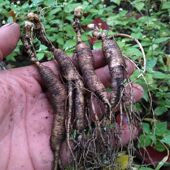 包邮 长白山吉林人参野山参林下参残参残枝8 20年