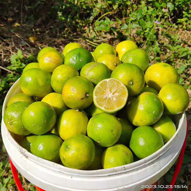 广西新鲜现摘本地土柠檬黄牛脚子青柠檬小柠檬腌制咸柠檬专用2025