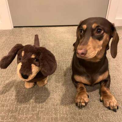 南昌犬舍出售纯种腊肠犬幼犬长毛腊肠狗狗铁包金宠物活体狗狗