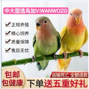 蓝化小太阳凤梨黄边绿颊和肉桂专用尚混合粮食标识营养品