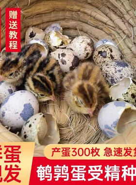 鹌鹑蛋17天新鲜鹌鹑蛋七天照蛋有生命出壳黄母黑公保受精率