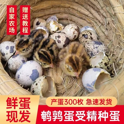 鹌鹑蛋17天新鲜鹌鹑蛋七天照蛋有生命出壳黄母黑公保受精率
