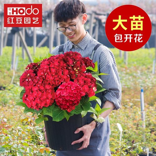 无尽夏新娘绣球花多少钱 无尽夏新娘绣球花价格 小麦优选