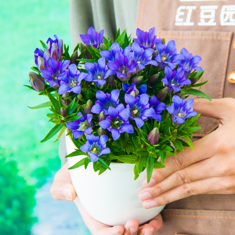 龙胆花海洋之心盆栽岩间钻石苗皮实好养易爆盆宿根庭院花卉大植物