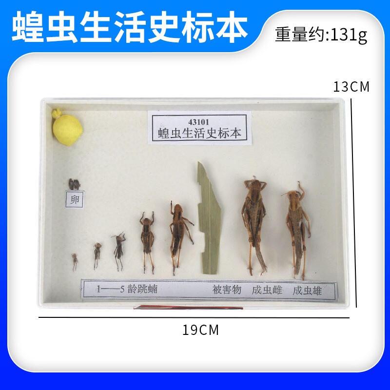 蝗虫生活史标本 j43101 初中高中生物实验 教学仪器器材标本实验