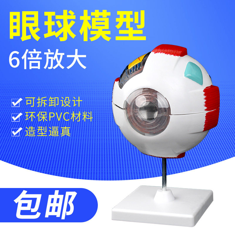 人体眼球模型眼球解剖模型6倍大眼睛放大模型人体眼球眼珠可拆卸眼