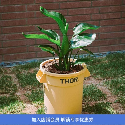THOR装饰多用途圆筒水桶
