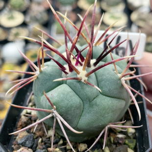 661绯冠龙实生5.1