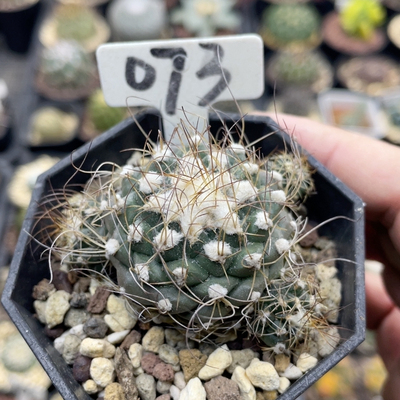 073实生刘氏娇丽带仔