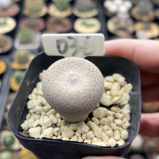 036实生小人帽2.9