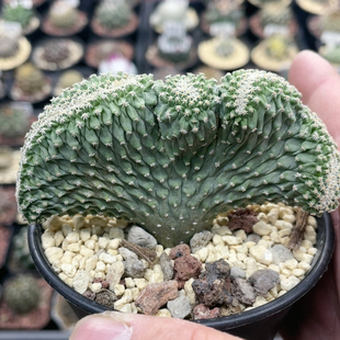 612菊水缀化实生8.9