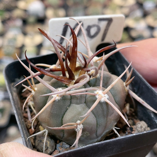 1007守金摩天龙实生