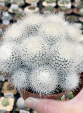 5039实生白小丁群