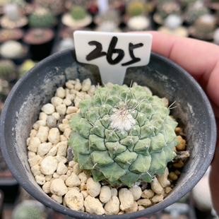 265实生菊水