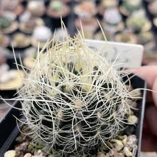 2025实生变异白翁玉