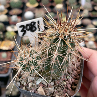 3081实生双头犰狳司虾