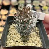 189实生黄龙丸娇丽