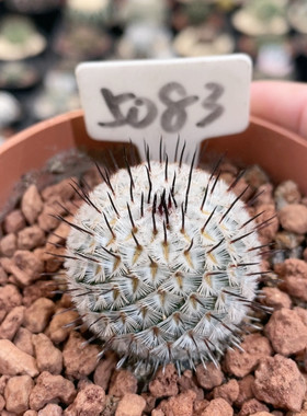5083实生矮圆直刺裴蕾