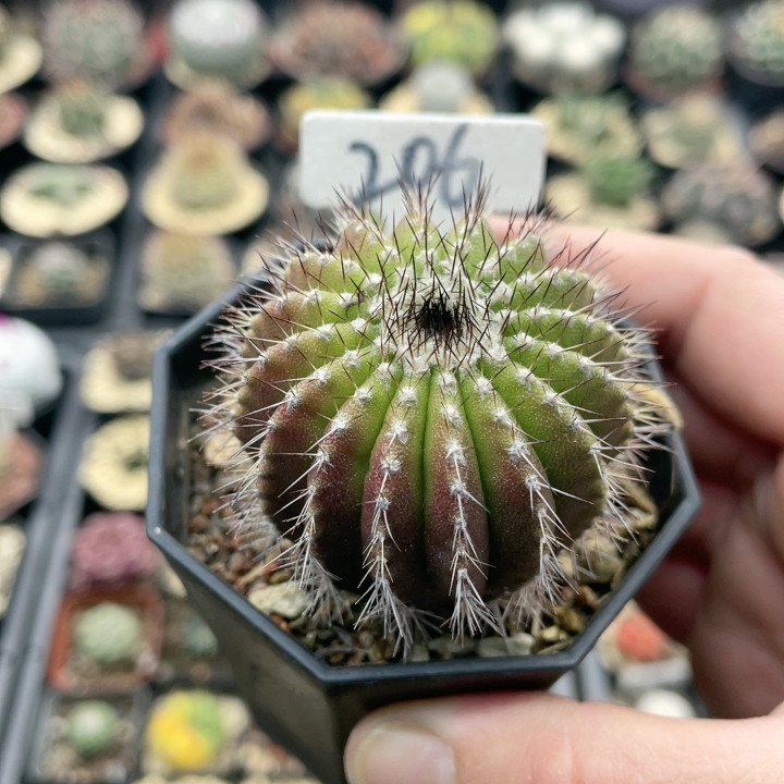 206实生尤伯球5.3,鲜花速递/花卉仿真/绿植园艺,多肉植物,淘宝优惠券,粉丝福利购,淘宝优惠卷