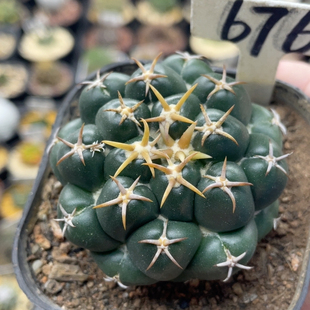 676坦斯象牙萝卜根