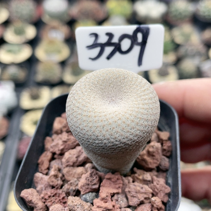 3309实生小人帽2.9,鲜花速递/花卉仿真/绿植园艺,多肉植物,淘宝优惠券,粉丝福利购,淘宝优惠卷