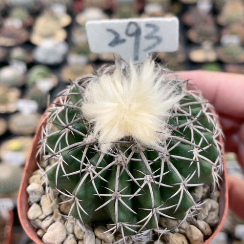 293实生雪顶奇特圆盘玉