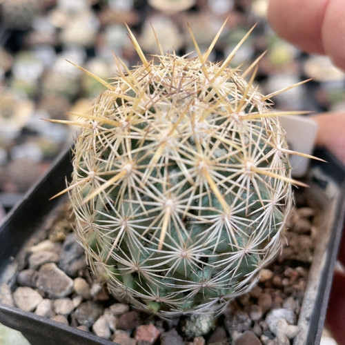 5060针鼠丸实生