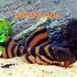 L397阿莲卡红老虎黄金斑马异型鱼热带观赏淡水工具鱼异形底栖鱼